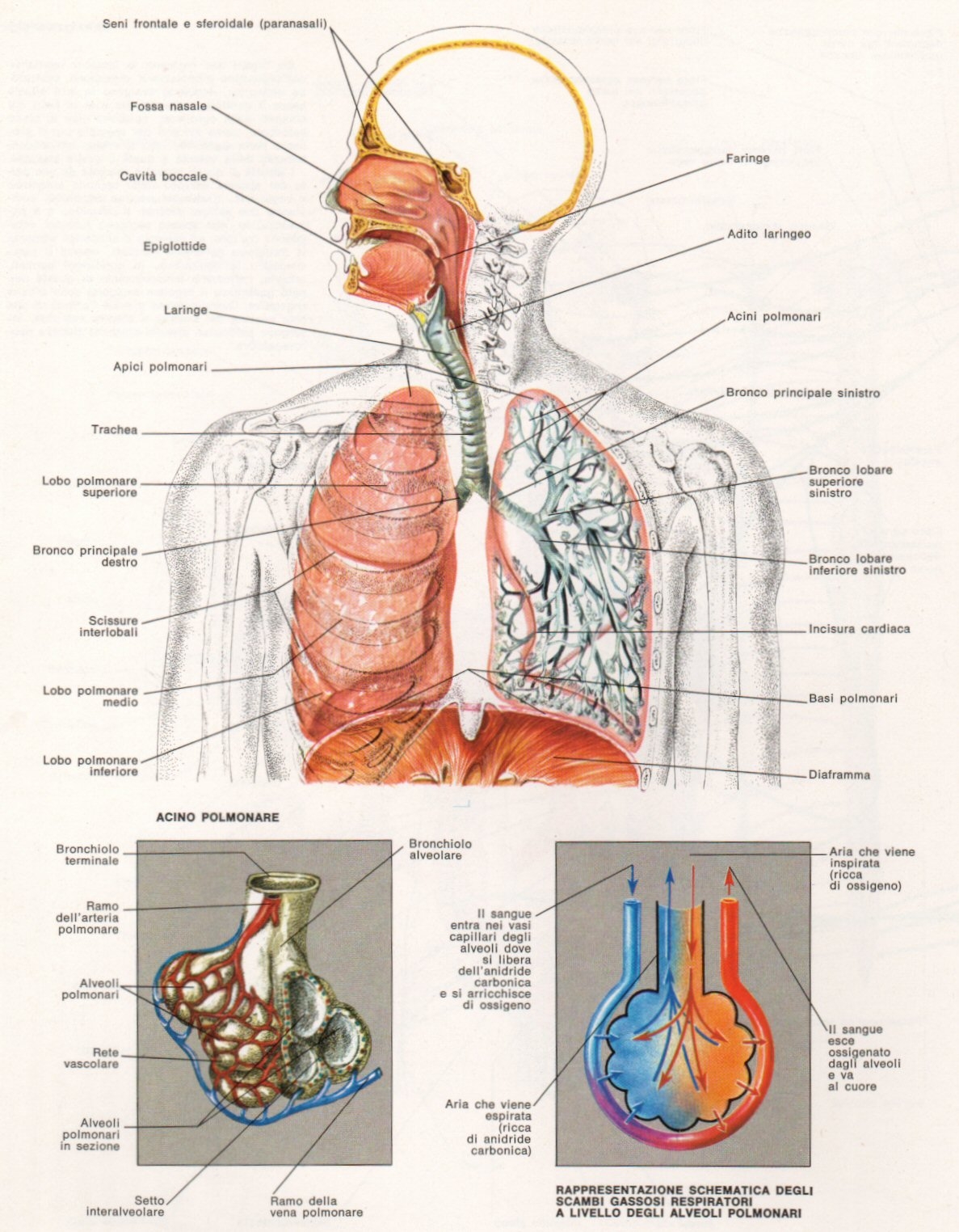 imagine cu sistema respiratorio